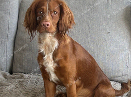 Red male cocker spaniel 11 months