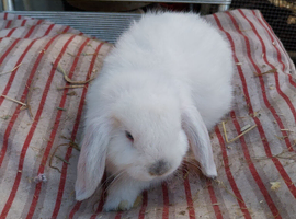 Boy mini lop for sale