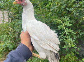 Pure mianwali aseel hen for sale