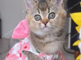 British shorthair