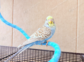 Beautiful budgies available