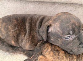 Last male pup remaining