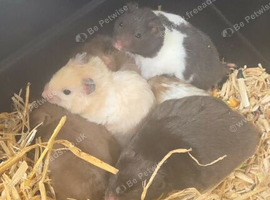 Babies Syrian hamsters