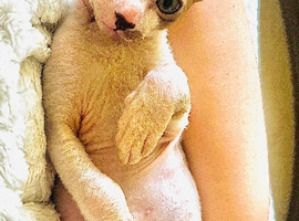 New family member waiting for you