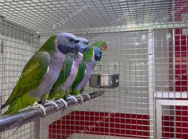 Derbyan parrot
