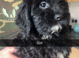 Sproodle puppy&rsquo;s