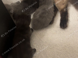 Ragdoll cross male kittens available