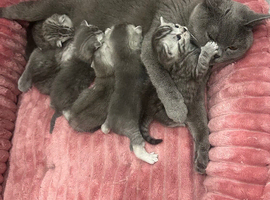 We are happy to&nbsp;introduce our 6 beautiful pure British Shorthair kittens ️