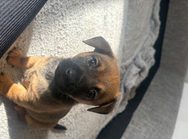 Puppies for sale