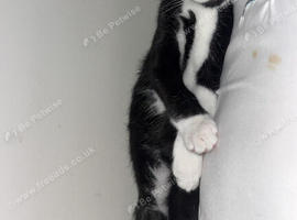Male kitten