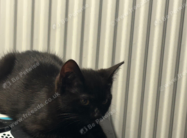 ragdoll cross, F