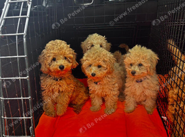 2 X BEAUTIFUL APRICOT MINIATURE POODLE GIRLS LEFT