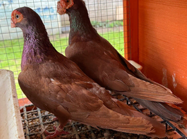 English Barbs for Sale &ndash; Birmingham