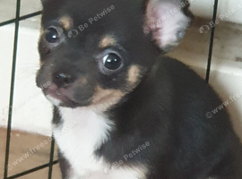 Chihuahua puppies ready now Lincolnshire