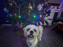 Alfie, Shih Tzu male with blue eyes (STUD)