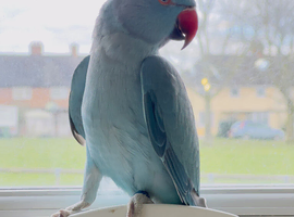Very beautiful blue Indian ringnick parrot