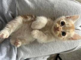British shorthair mix persian kitten