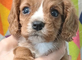Adorable health tested Cavalier Pups