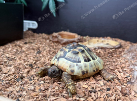 Female Hermann Tortoise For Sale