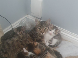 Gorgeous kittens, playful, calm and loving