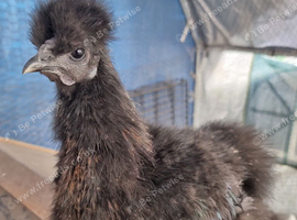 Silkie Cockerels