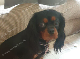 king charles cavalier puppy