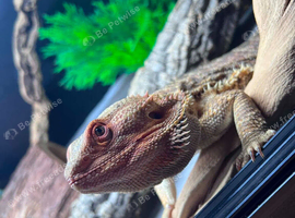bearded dragon