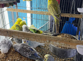 Baby budgies Glasgow