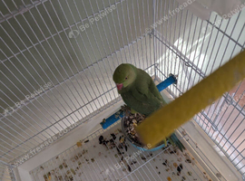 Ringneck bird