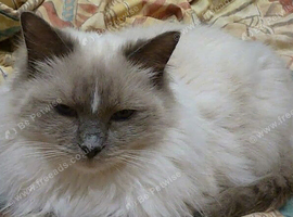 Ragdoll Blue Mitted Female Girl
