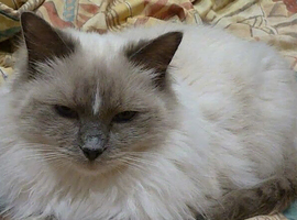 Ragdoll Blue Mitted Female Girl