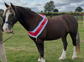 Chestnut Welsh Section D mare