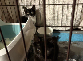 Looking for a forever home for 2 little ladies, 9 weeks old, one all black and one black and white, must be homed as a pair as they love one another s