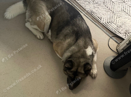 Akita