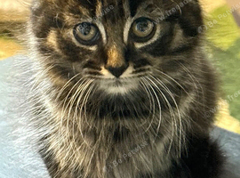 3 lovely kitten, 2 whites and a long hair tabby
