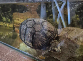 9 month old turtle for sale