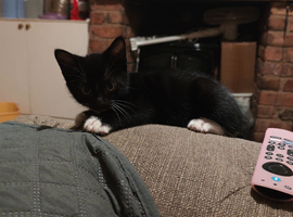 sox