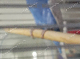 Available Purple like a lavender flower and white wing cock bird male - Quartz