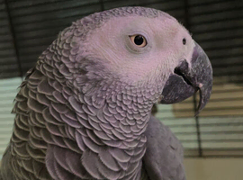 African Grey parrot