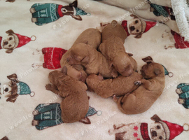 TOY CAVAPOO PUPPIES DNA HEALTH TESTED PARENT AND GRANDPARENTS