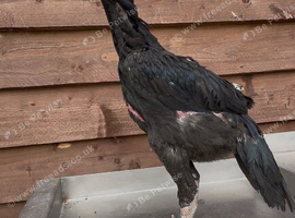 Black o shamo pair