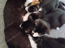 Lovely Kittens Looking for Their Forever Homes &ndash; Portsmouth