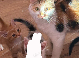 3 kittens