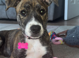 Staffy/husky 14 weeks old