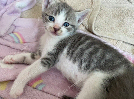 4 Adorable Mixed-Breed Kittens 2 Girls & 2 Boys in Colchester