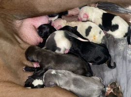 Puppies for sale