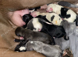 Pups