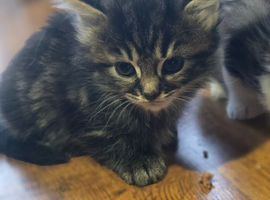 Cross Maincoon kittens