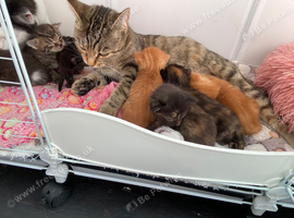 Norwegian forest cat x tabby