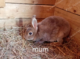 Breeding pair mini rex